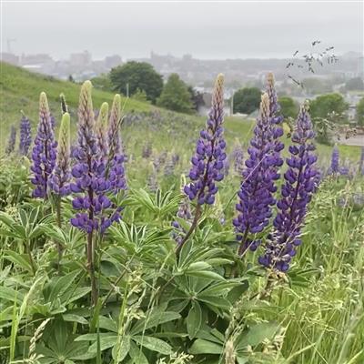 Lupins on Mt. Joy Orchard in East End Lupins on Mt. Joy Orchard in East End